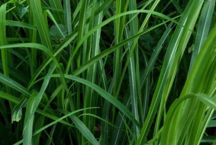 Infertility In Animals Increases Due To Phosphorus Deficiency