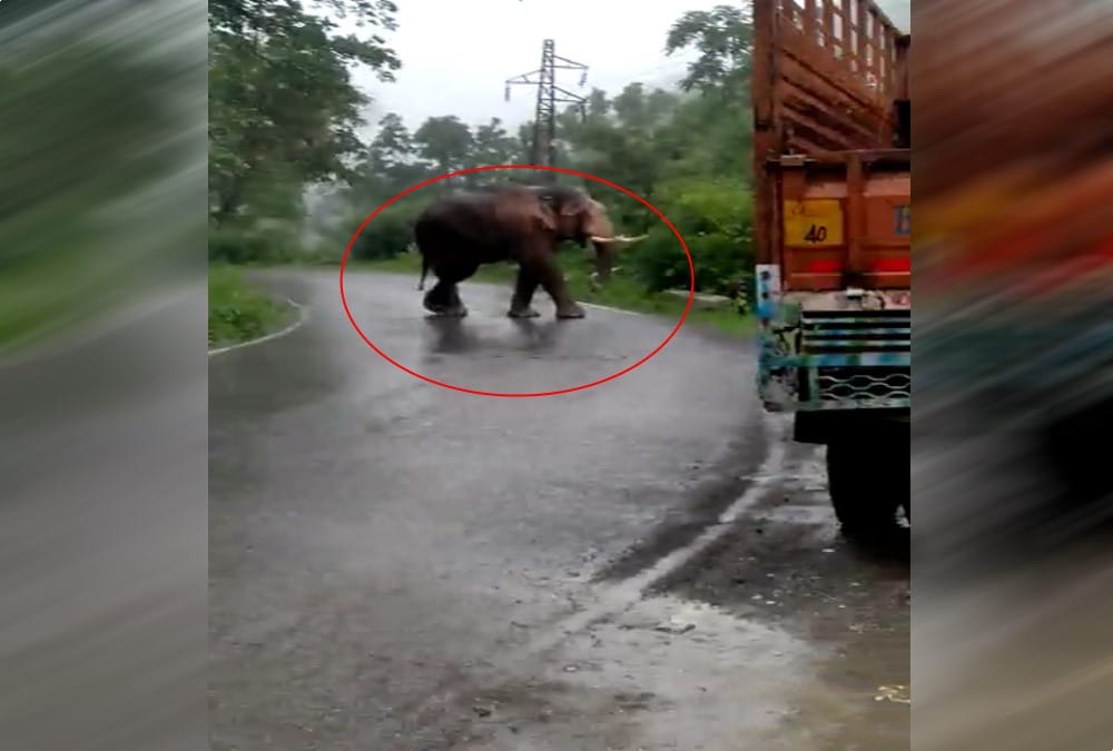 Elephant Arrived on road in kotdwar during traffic