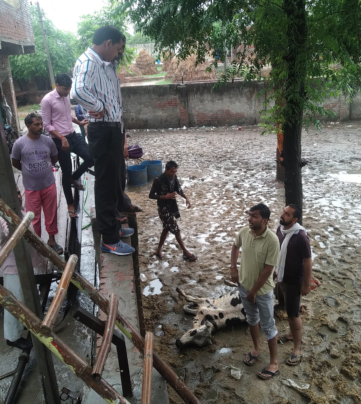 The rush of the villagers on deteriorating the condition of cattle