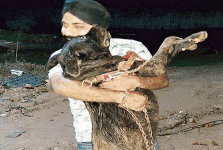 pet dog died due to electricity shock in park at derabassi