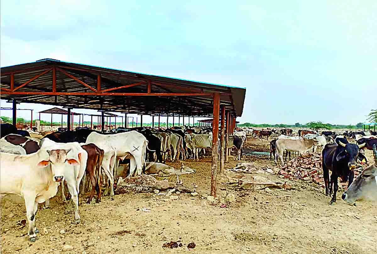 four cows died in farrukhabad