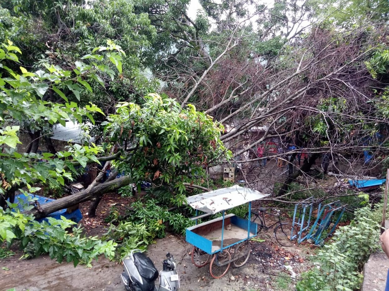 Wings of a nut tree in a sharp turn, baby injured