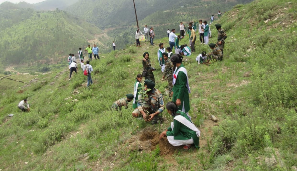 Plantation campaign