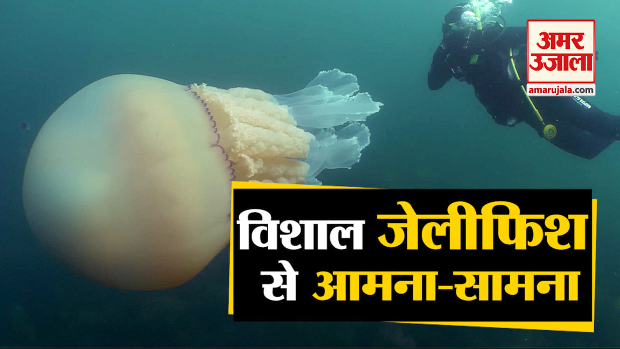 diver told about her amazing moment with barrel jellyfish, video viral