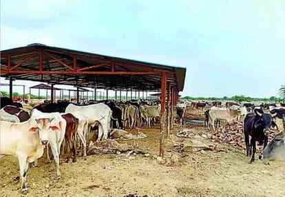 three animals died in banda