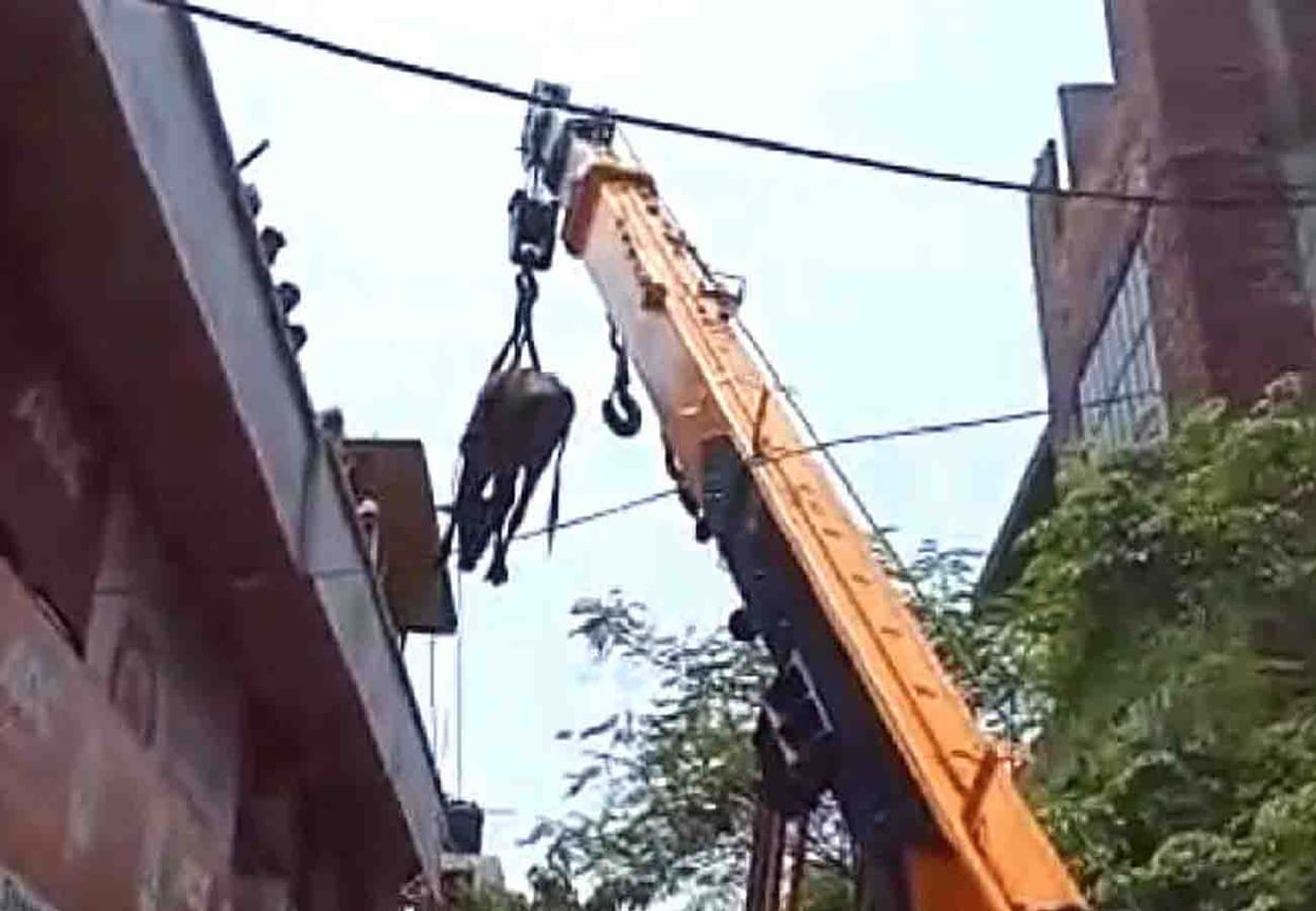 bull reached on second floor in kanpur