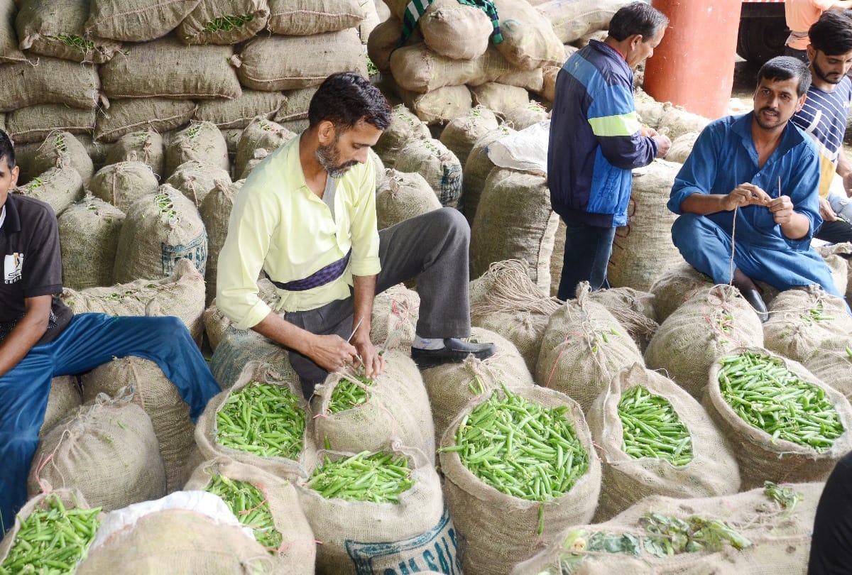 Peas rates hundred rupee per kg kinnaur himachal pradesh