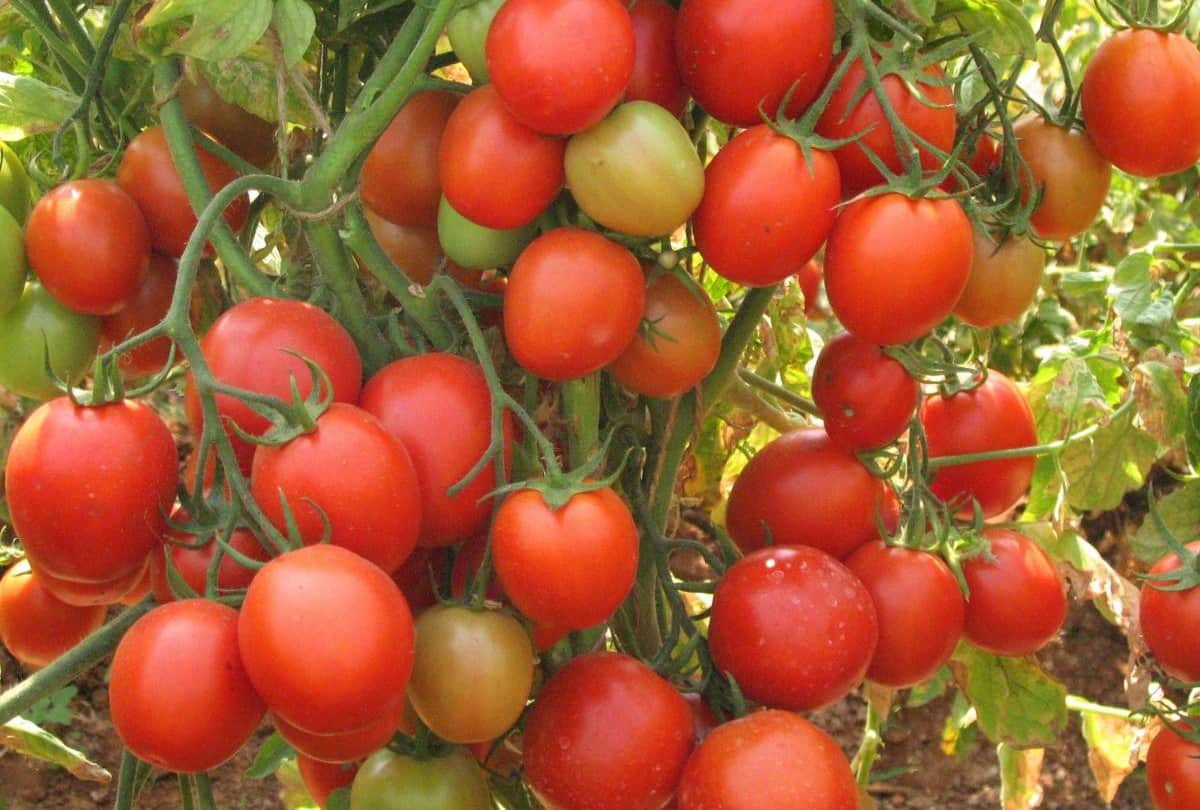 skin care tips how tomatoes help to make your skin healthy and glowing