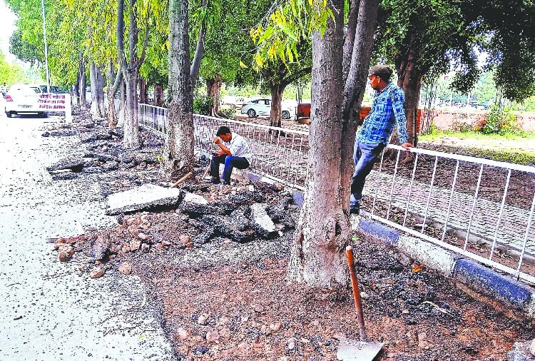 punjab university chandigarh decision to make breathing space around trees