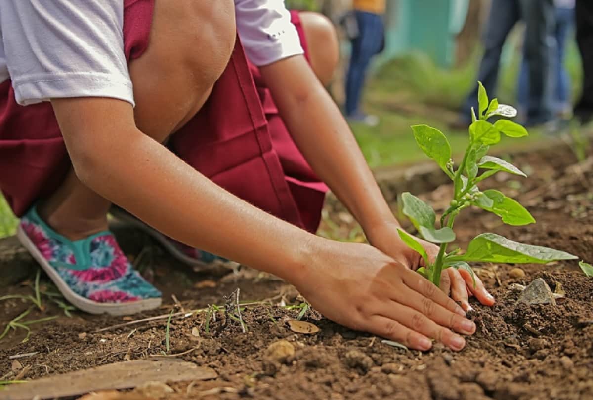 new rule in chennai applied three years jail for damaging trees