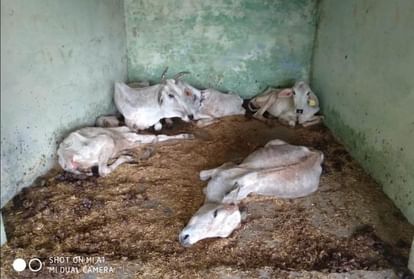 Aligarh News: सरकार से नहीं मिला बजट, दानियों ने भी खींच लिए हाथ, गोशाला के 800 गोवंश भुखमरी की कगार पर Budget not received from the government donors also pulled their hands