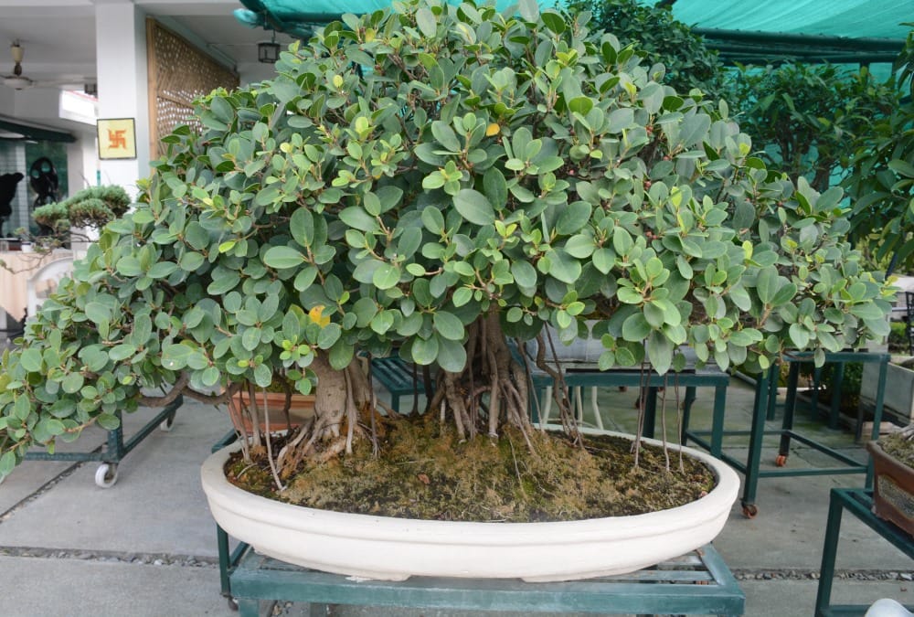 Dwarf Tree Garden in dehradun Exclusive Photos 