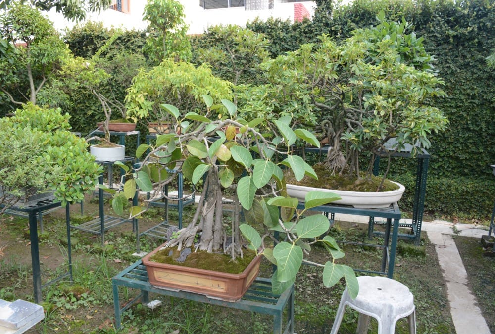 Dwarf Tree Garden in dehradun Exclusive Photos 