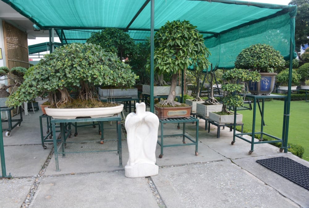 Dwarf Tree Garden in dehradun Exclusive Photos 