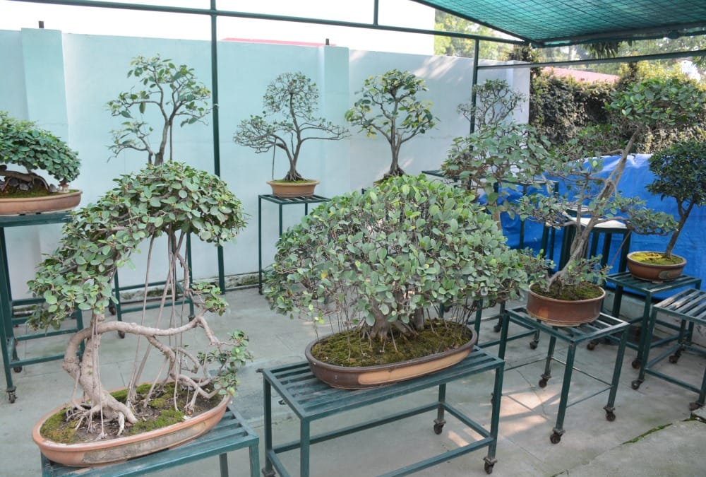 Dwarf Tree Garden in dehradun Exclusive Photos 