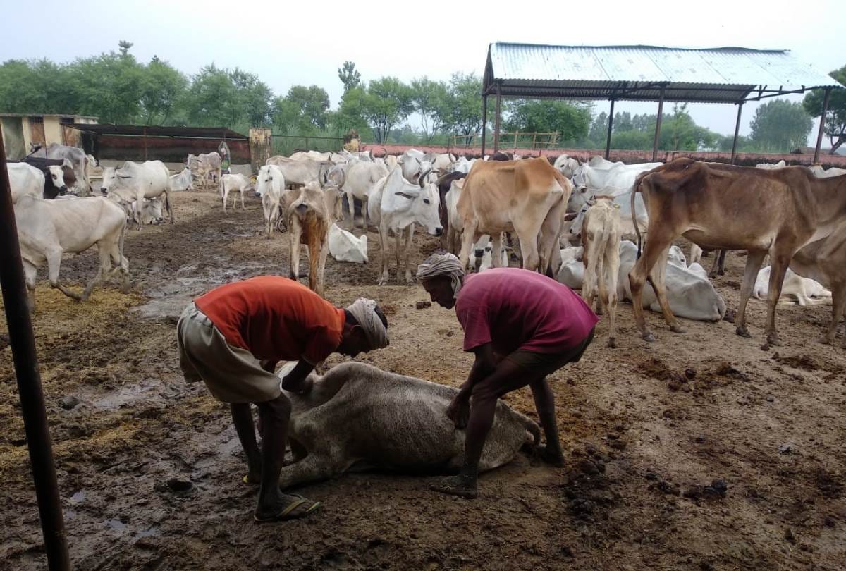 everyday 2 cow are dying at cow shelter in bahraich, workers throwing bodies in canal