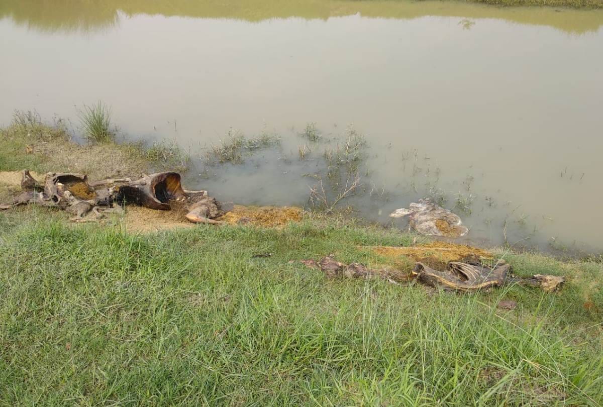 everyday 2 cow are dying at cow shelter in bahraich, workers throwing bodies in canal