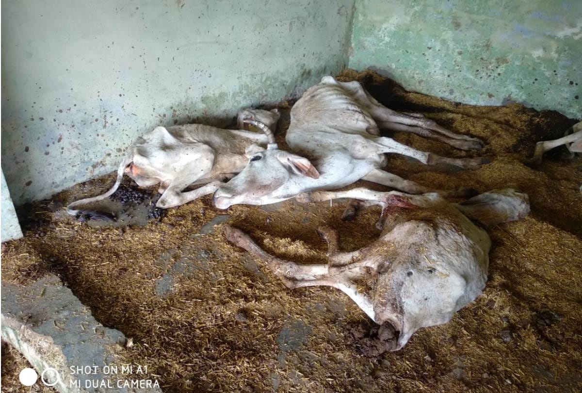 everyday 2 cow are dying at cow shelter in bahraich, workers throwing bodies in canal