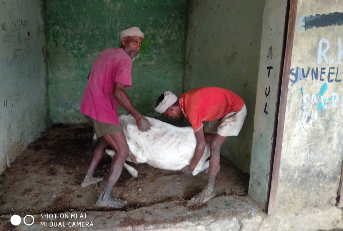 everyday 2 cow are dying at cow shelter in bahraich, workers throwing bodies in canal