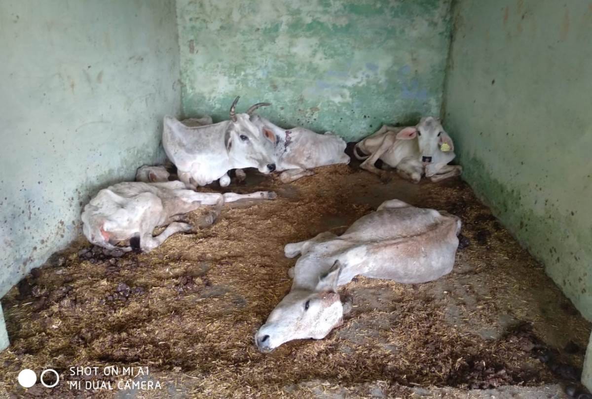 everyday 2 cow are dying at cow shelter in bahraich, workers throwing bodies in canal