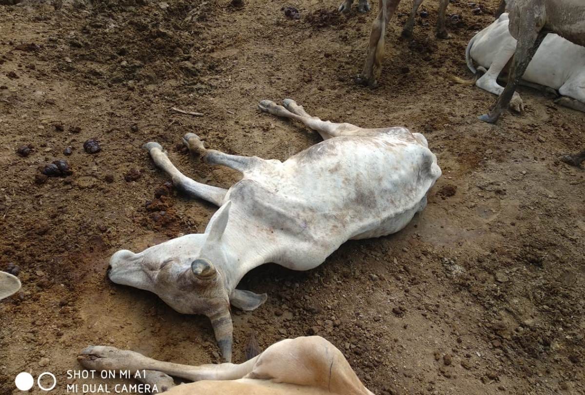 22 animals died in Gaushala at Badaun