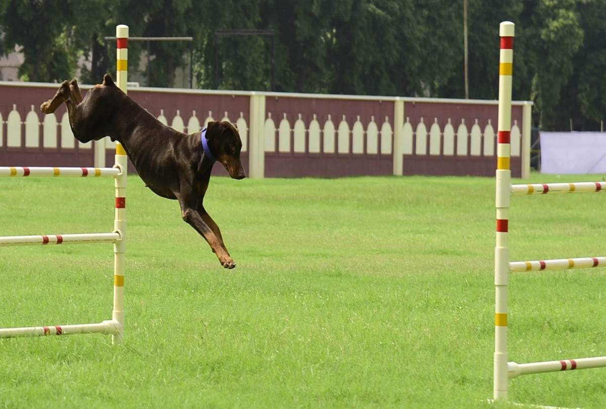 dog squad competition in lucknow