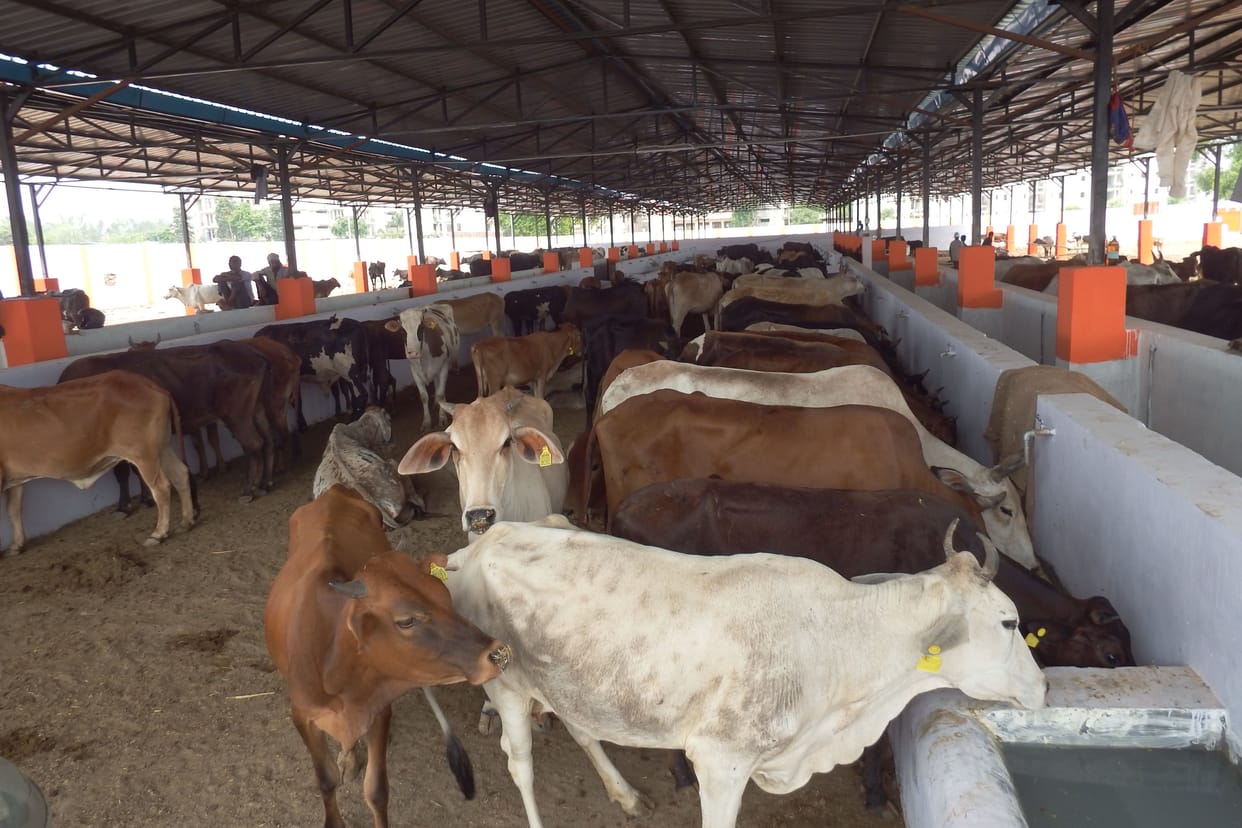 cows are helpless in kanha upvan