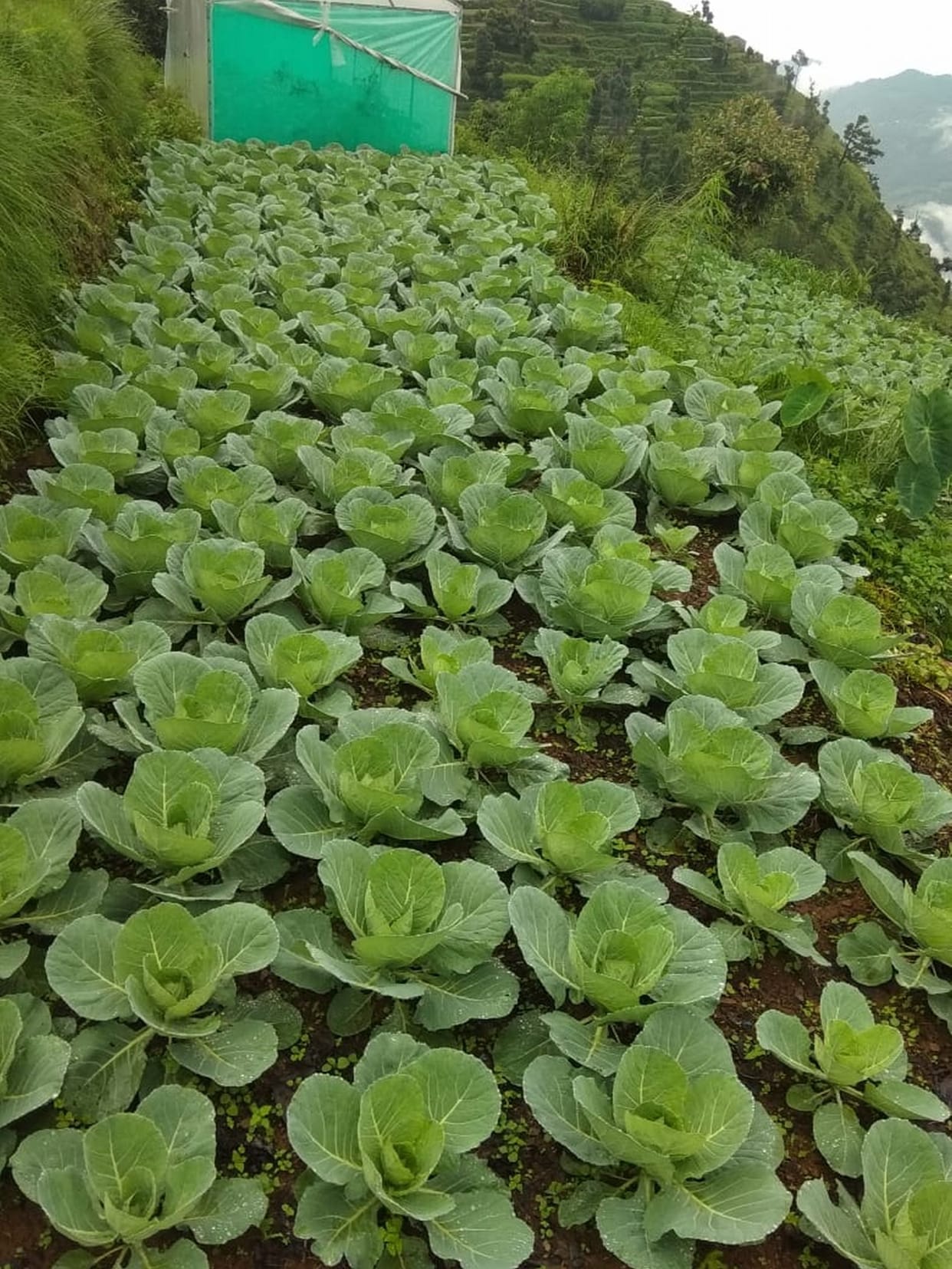 Making money from the vegetable production doubles the money