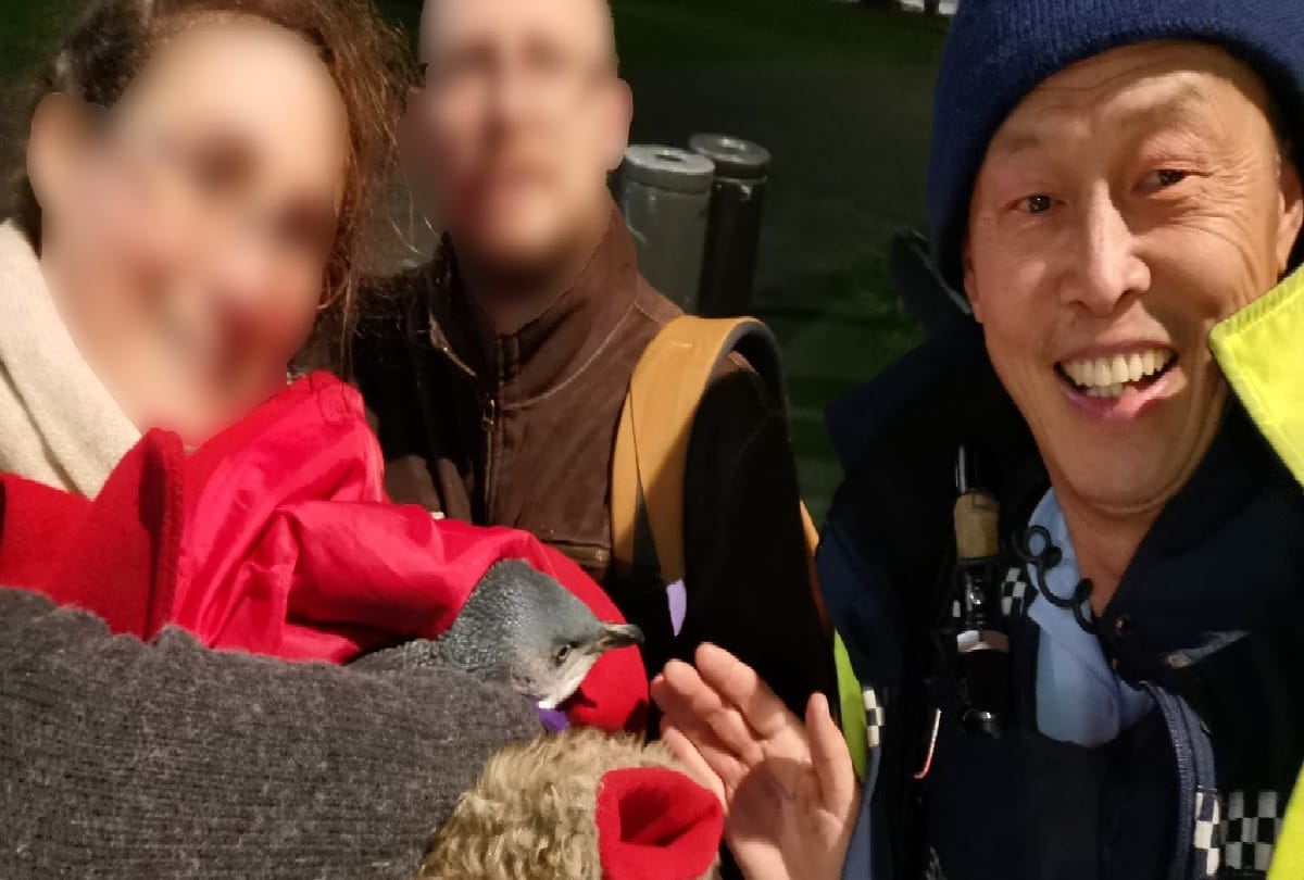 penguins arrested by police in newzeland after complain by shopkeeper