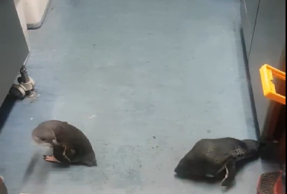 penguins arrested by police in newzeland after complain by shopkeeper