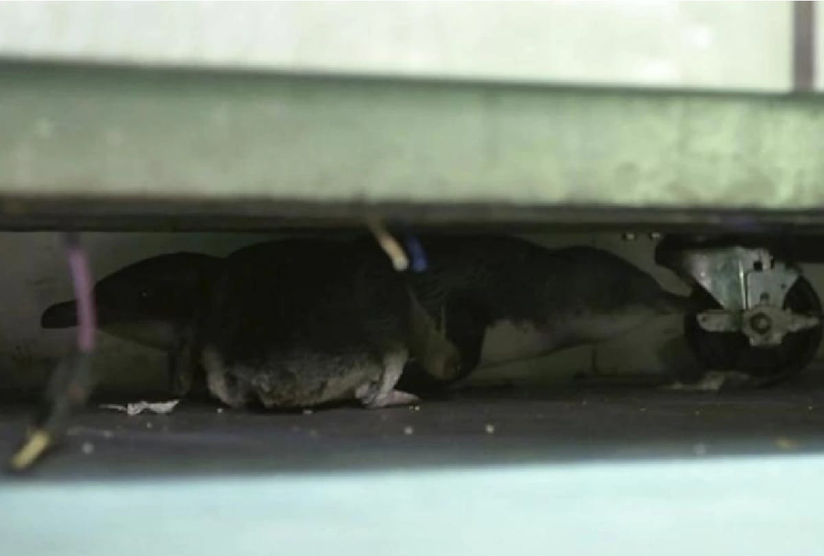 penguins arrested by police in newzeland after complain by shopkeeper