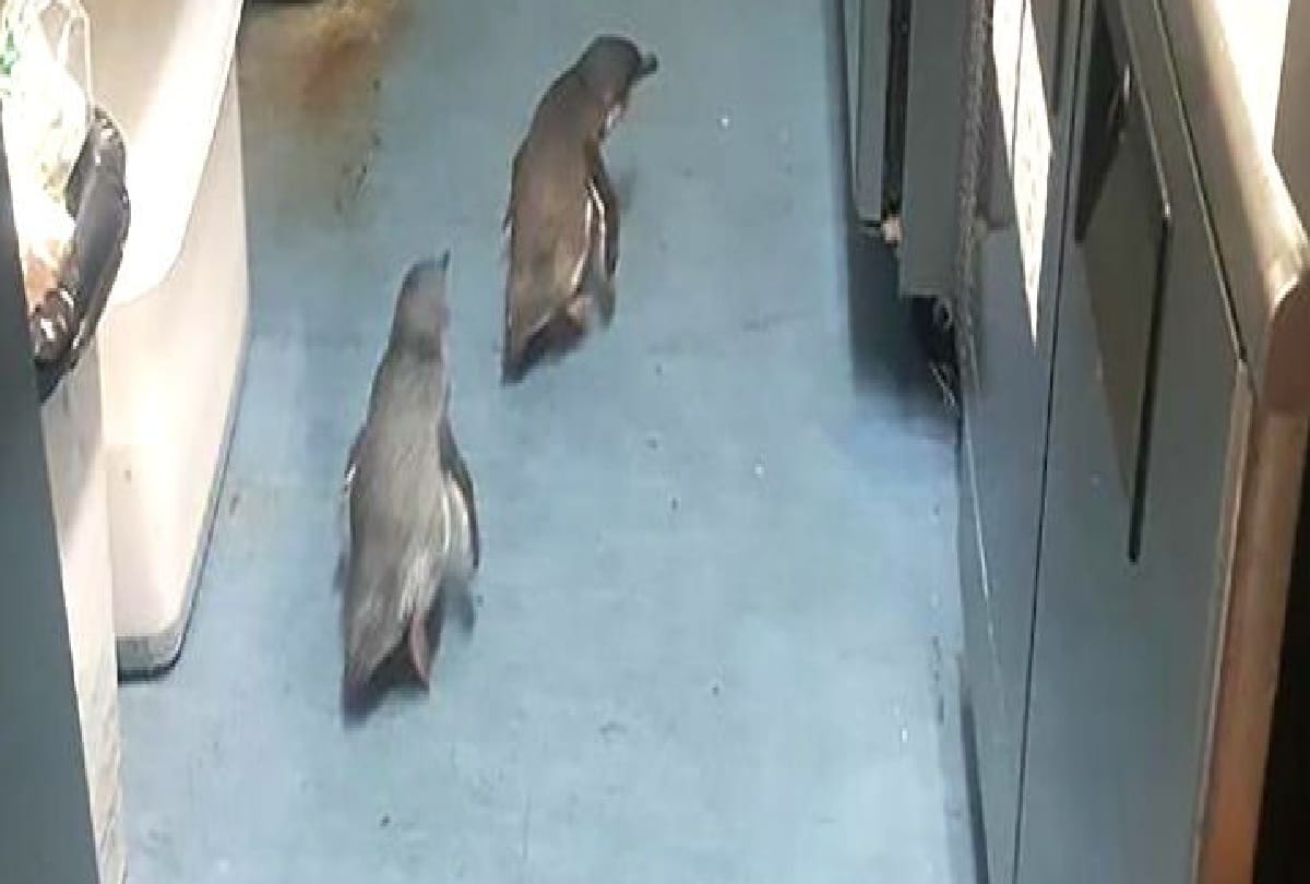 penguins arrested by police in newzeland after complain by shopkeeper
