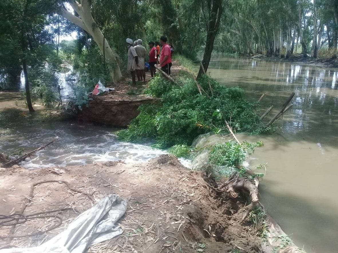 canel, crop, sirsa