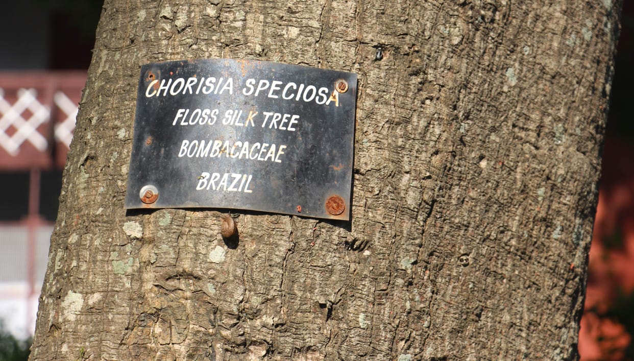 Now those who wound the trees are no better