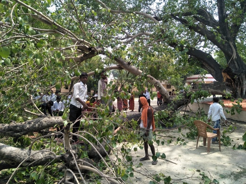 Peepal tree dropped in school, girl's death