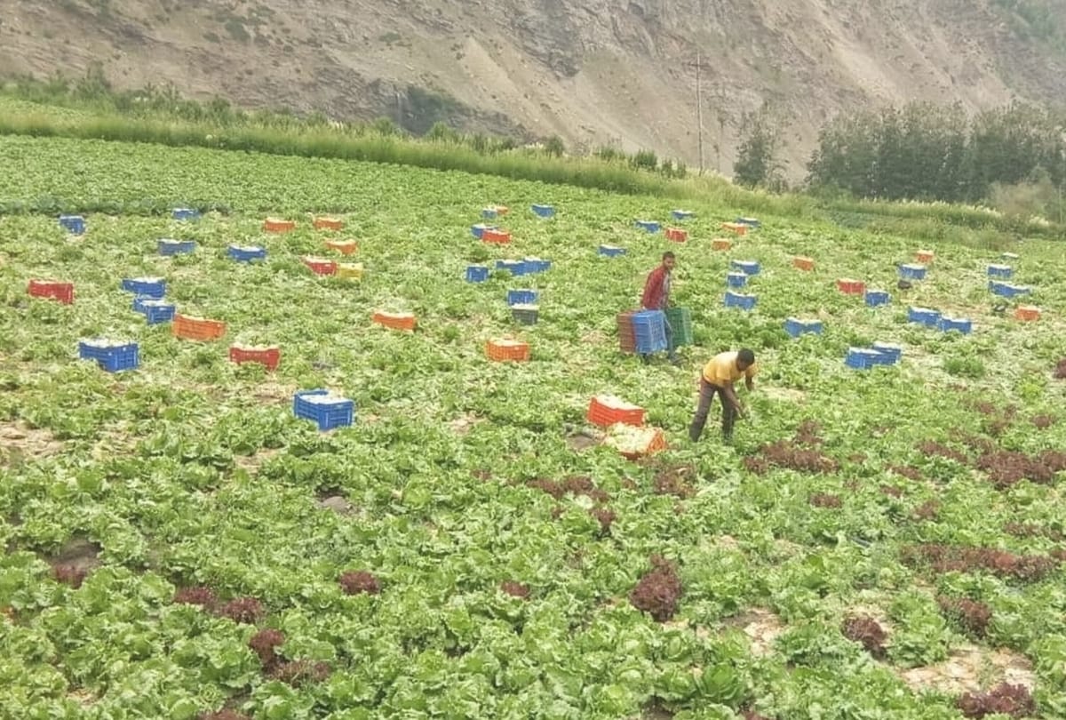 Lahaul spiti himachal pradesh  iceberg lettuce demand in India