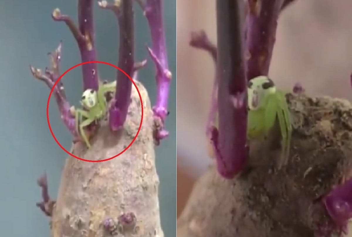 Spider with human face found in china Video viral on social media