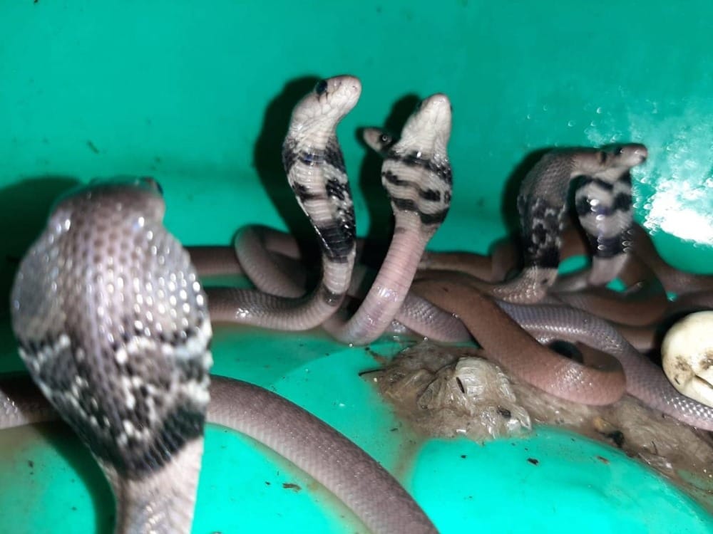 12 cobra snake seen together in a shop of dehradun