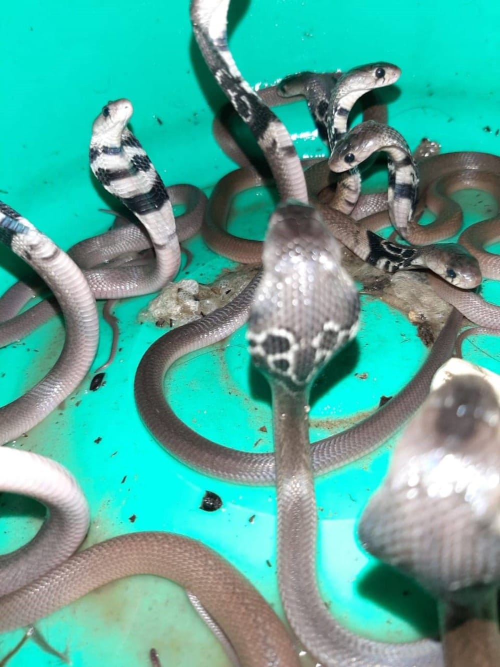 12 cobra snake seen together in a shop of dehradun