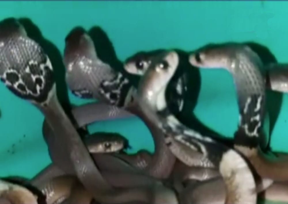 12 cobra snake seen together in a shop of dehradun