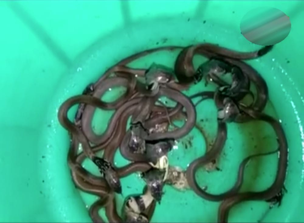 12 cobra snake seen together in a shop of dehradun