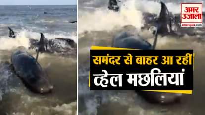 viral video of whales at East beach St. Simons Island