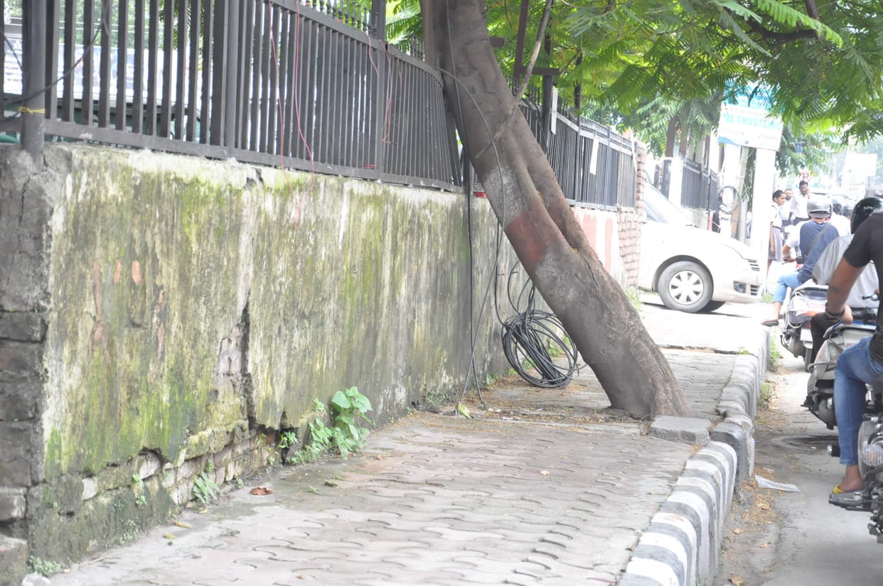 Suffering from tree tiles planted on the name of beautification
