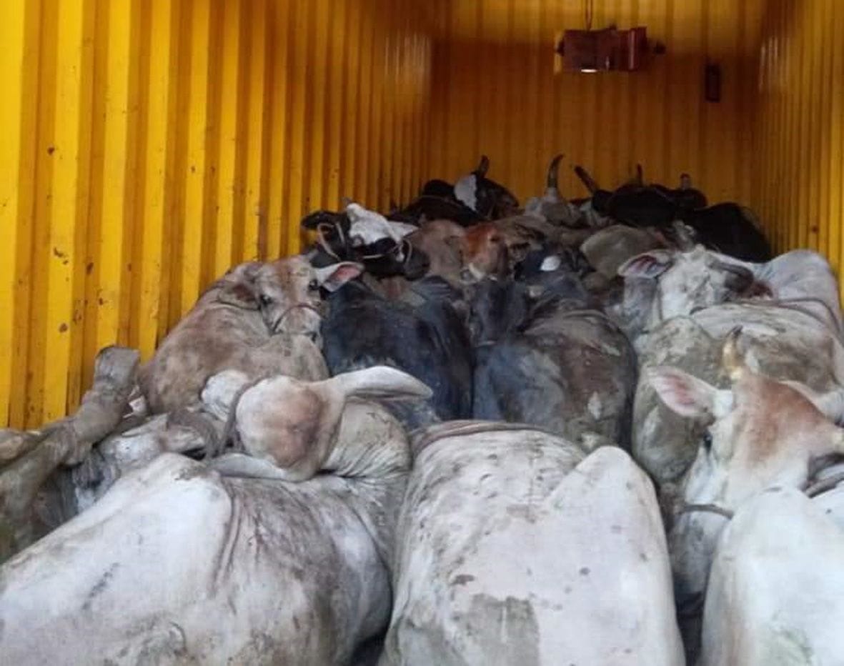 15 cow released