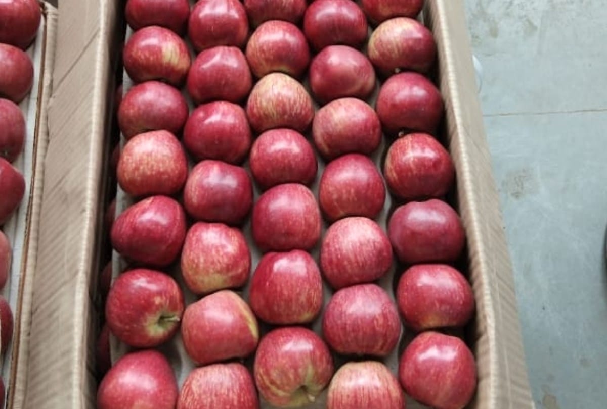 apple price to farmers by brokers in himachal pradesh