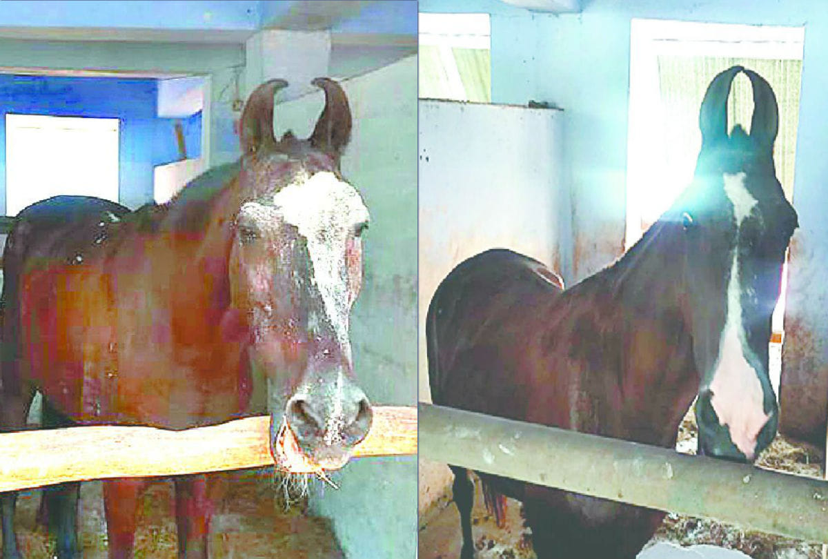 chetan and jwala horse will retirement from agra police after 20 years
