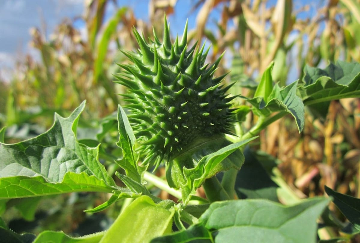 Sawan 2019: Surprising health benefits of Datura