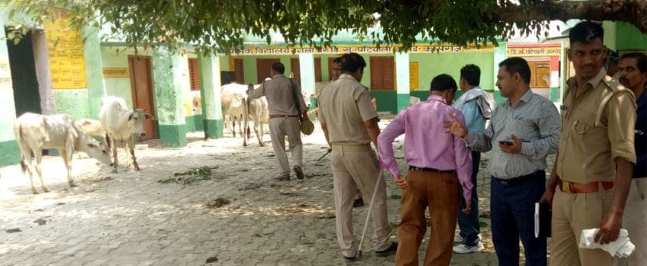 cow, school