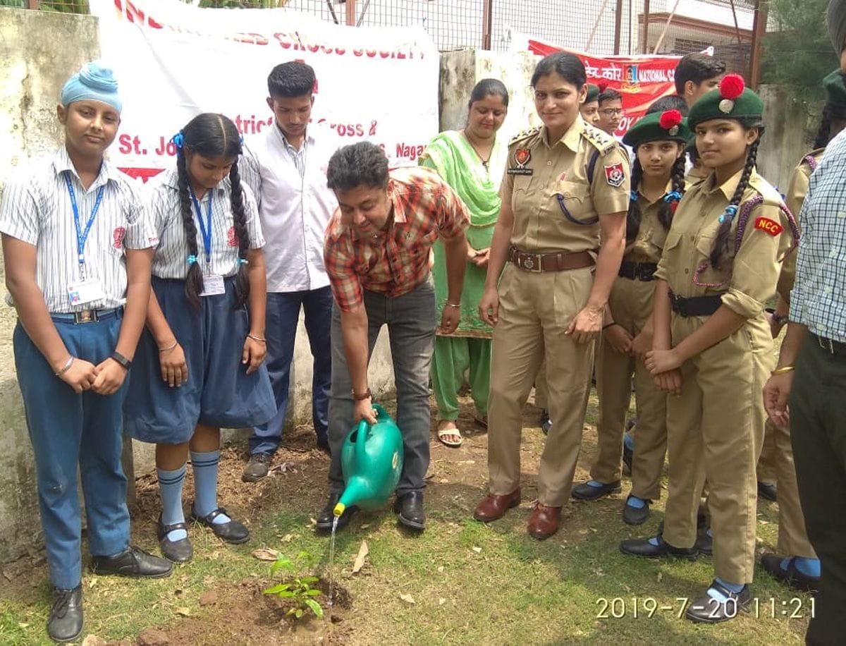 plant tree in birthday