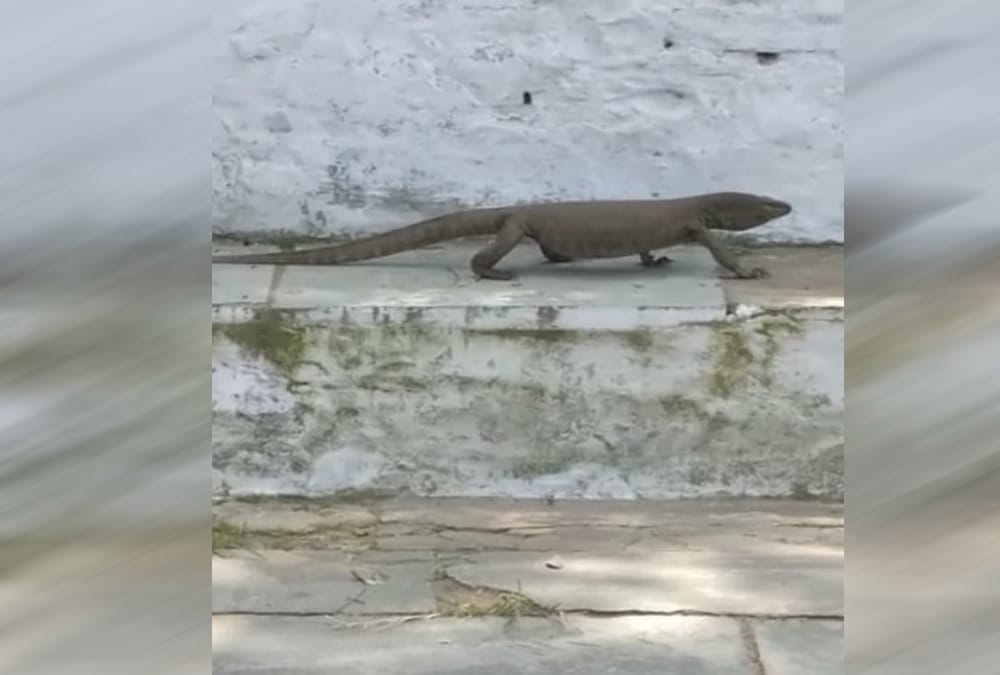 Big Monitor lizard found in college in almora 